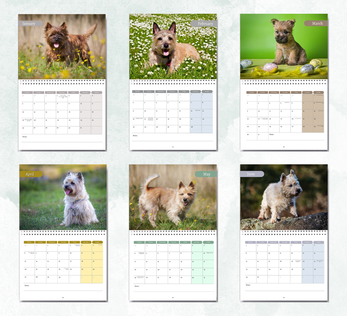 Cairn Terrier Calendar 2027