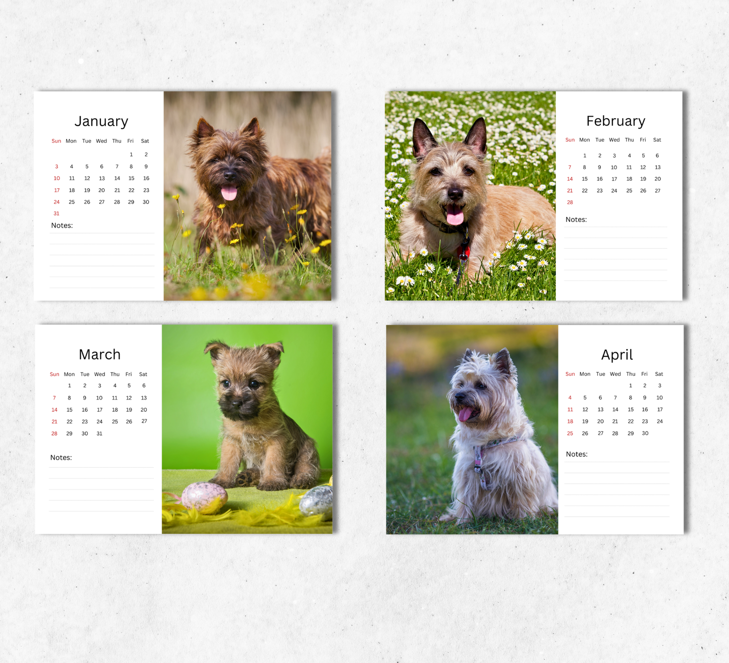 Cairn Terrier Desk Calendar 2027-2028