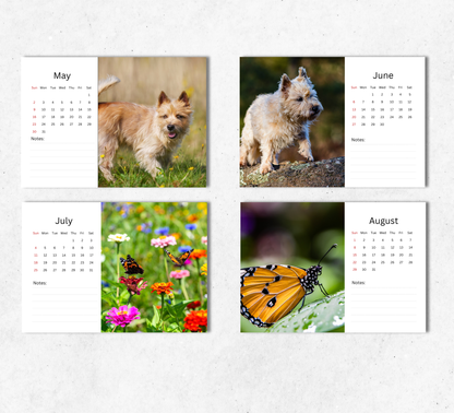 Cairn Terrier Desk Calendar 2027-2028