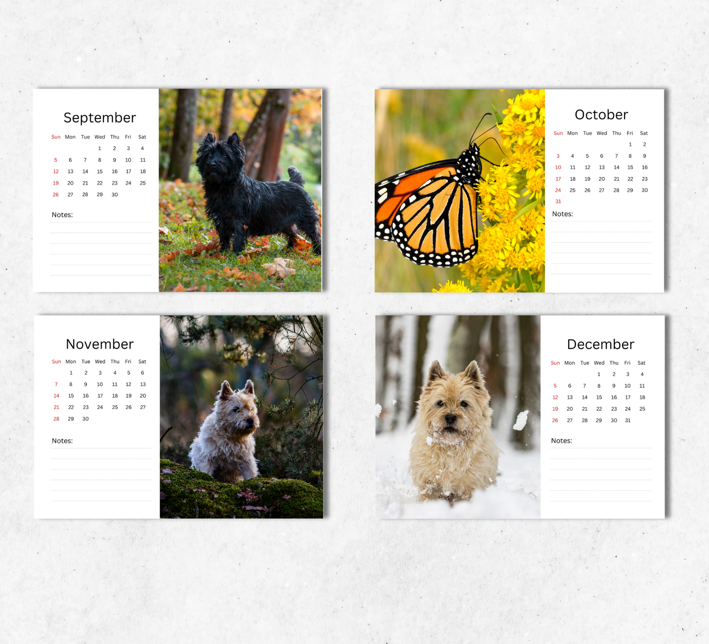 Cairn Terrier Desk Calendar 2027-2028