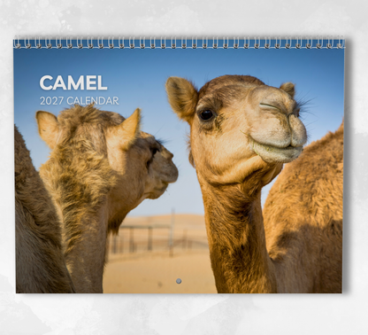 Camel Calendar 2027