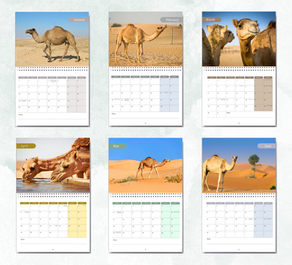 Camel Calendar 2027