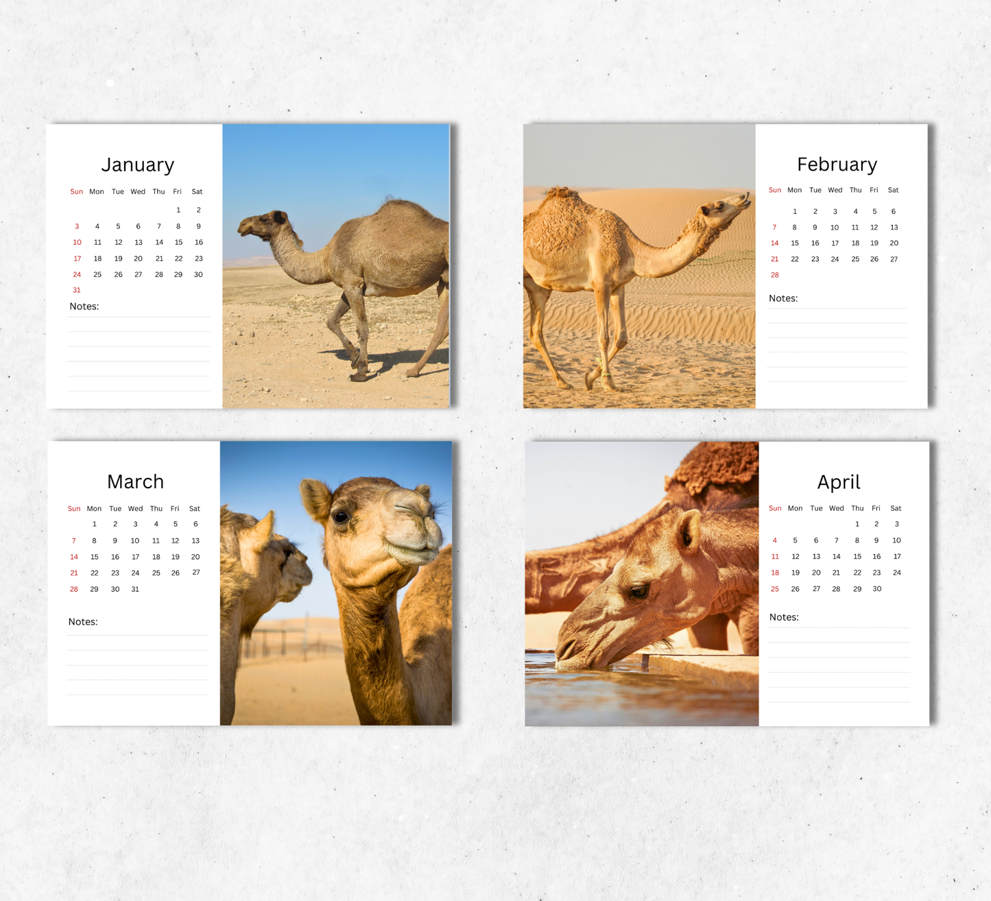 Camel Desk Calendar 2027-2028
