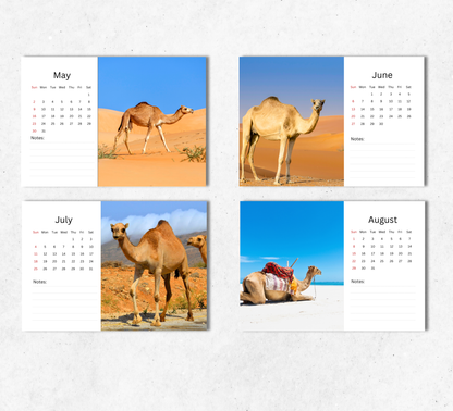 Camel Desk Calendar 2027-2028
