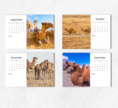 Camel Desk Calendar 2027-2028