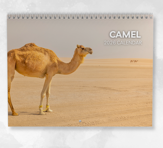 Camel Calendar 2026