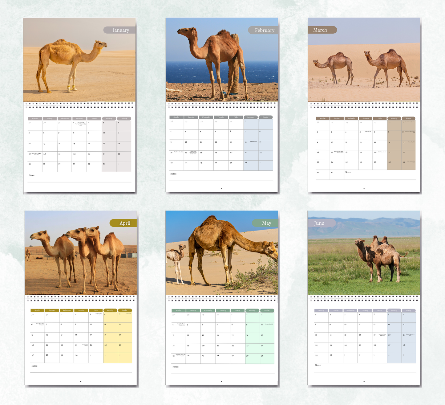 Camel Calendar 2026