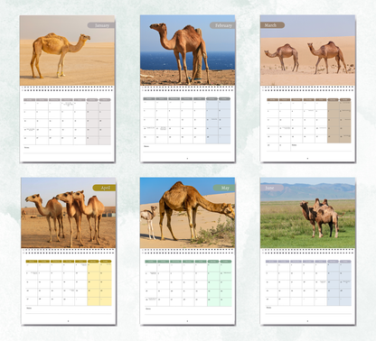 Camel Calendar 2026