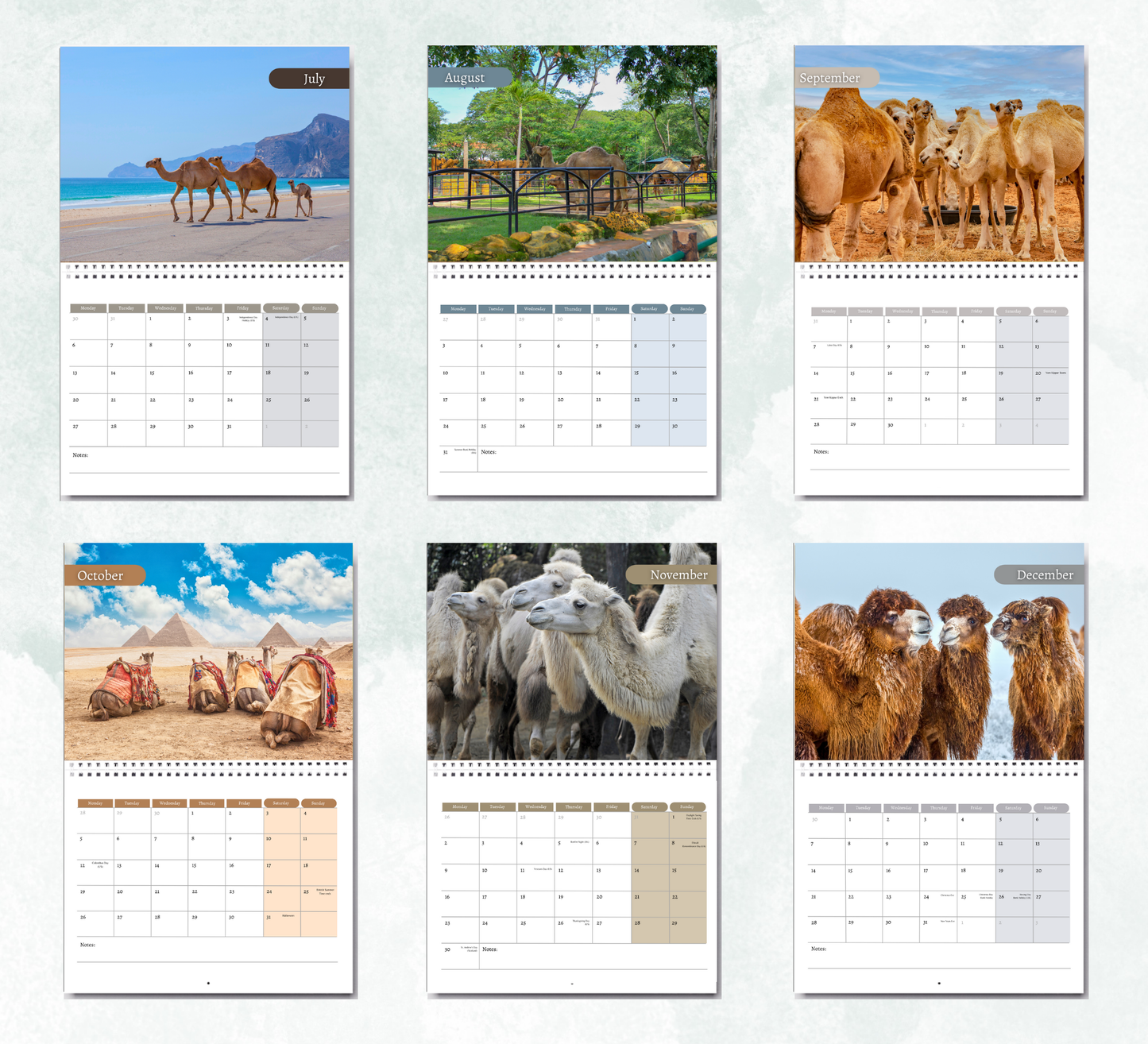 Camel Calendar 2026