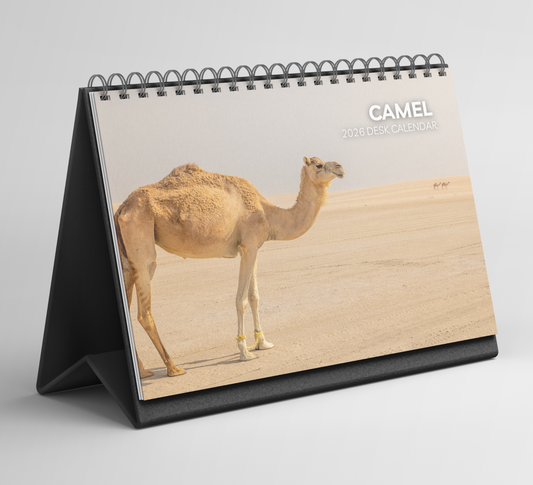 Camel Desk Calendar 2026-2027