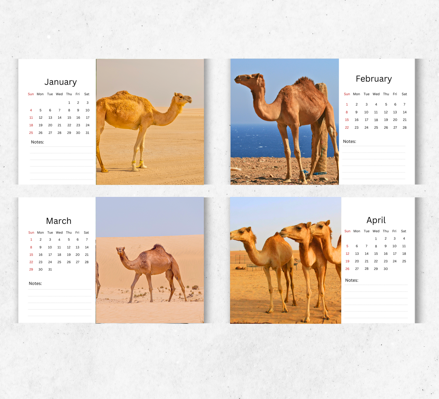 Camel Desk Calendar 2026-2027