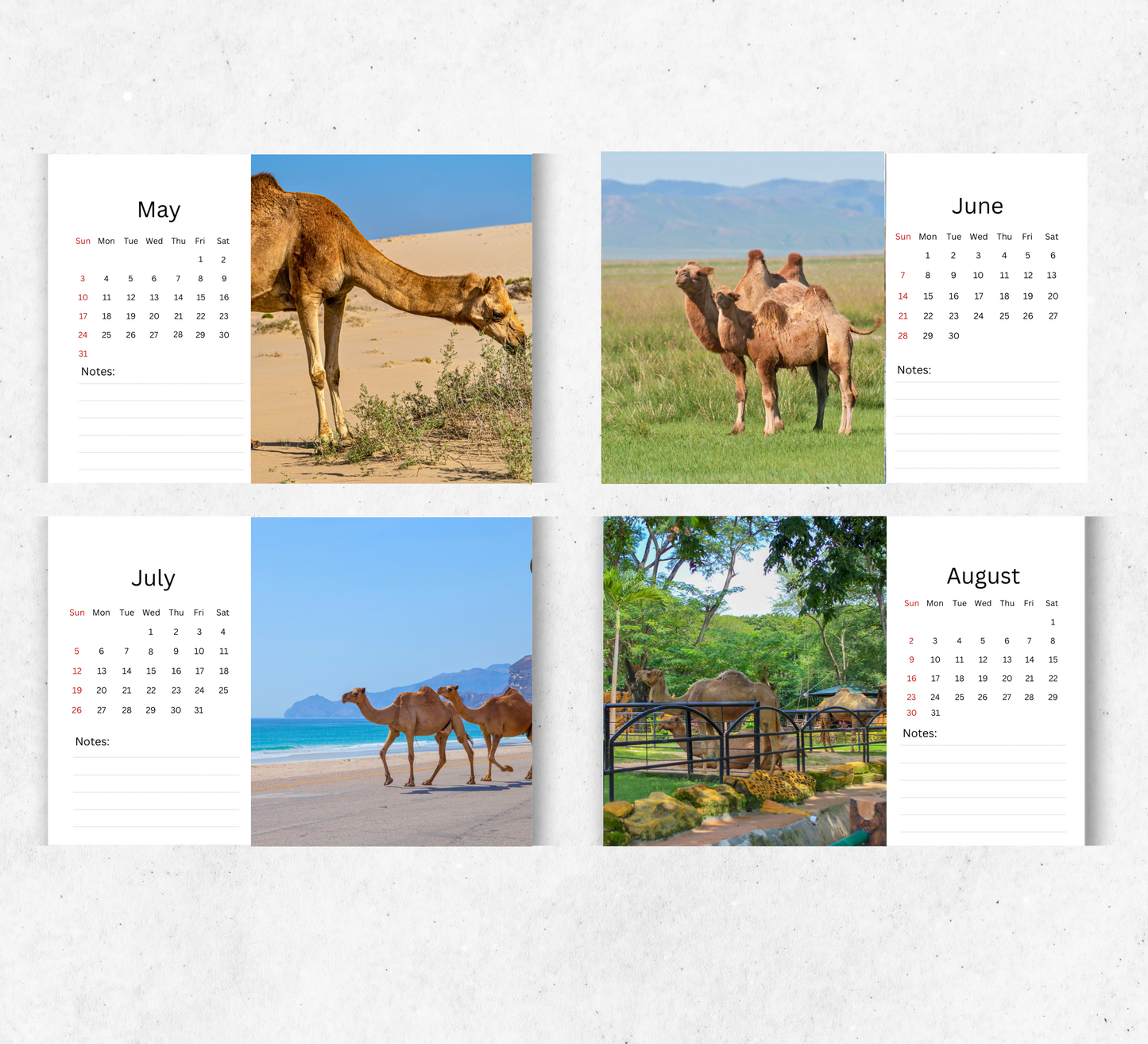 Camel Desk Calendar 2026-2027