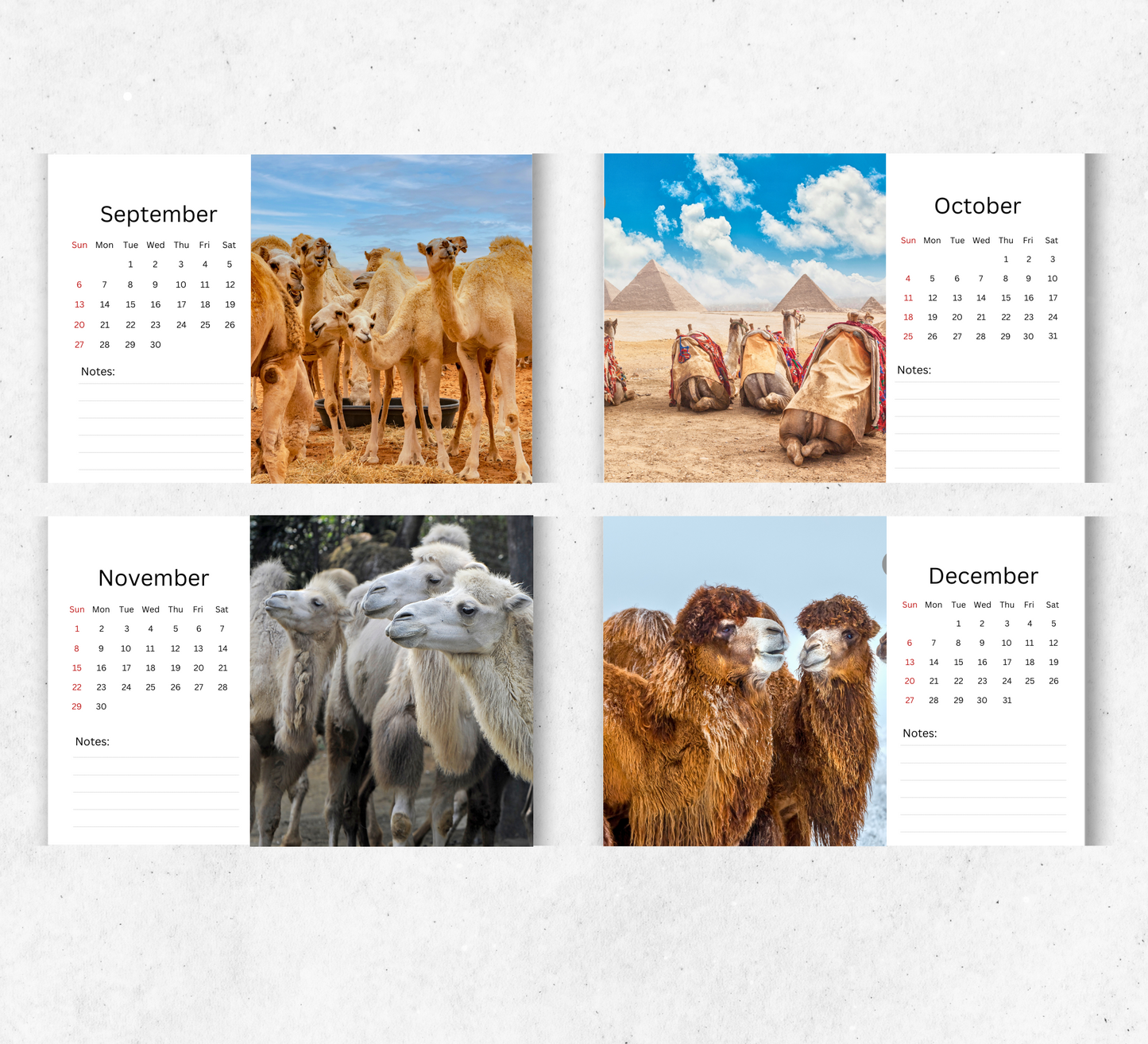 Camel Desk Calendar 2026-2027