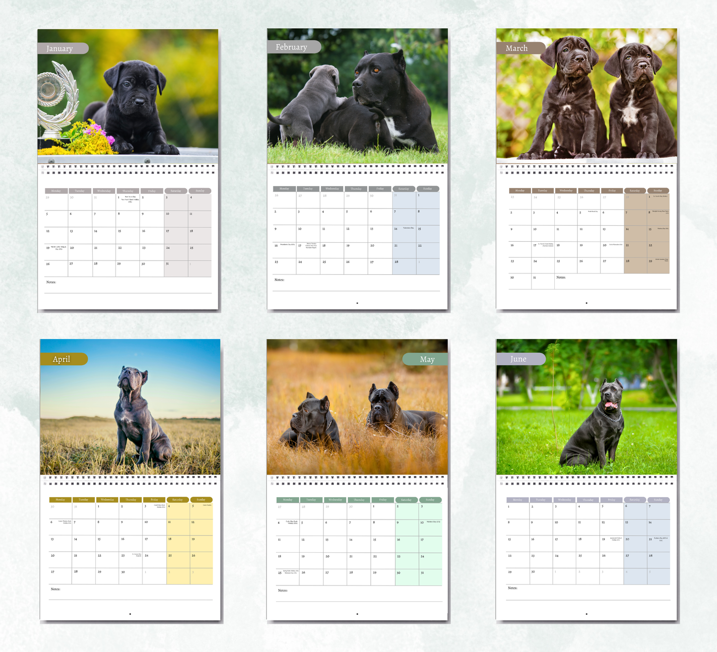 Cane Corso Calendar 2027