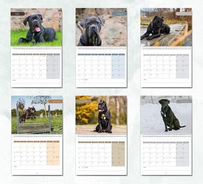 Cane Corso Calendar 2027