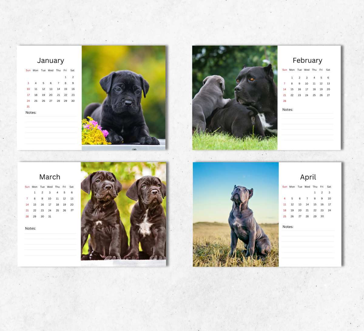Cane Corso Desk Calendar 2027-2028