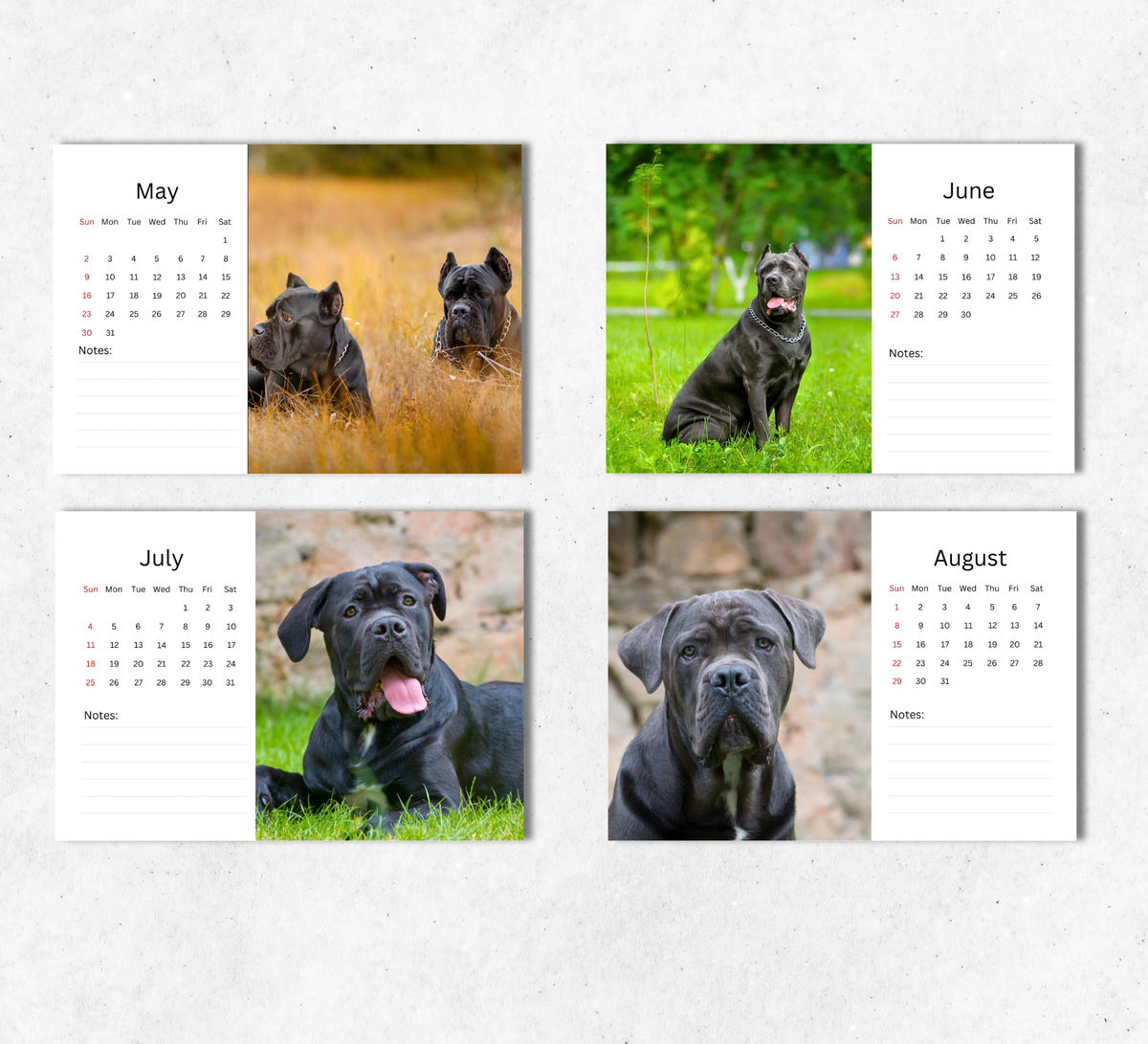Cane Corso Desk Calendar 2027-2028
