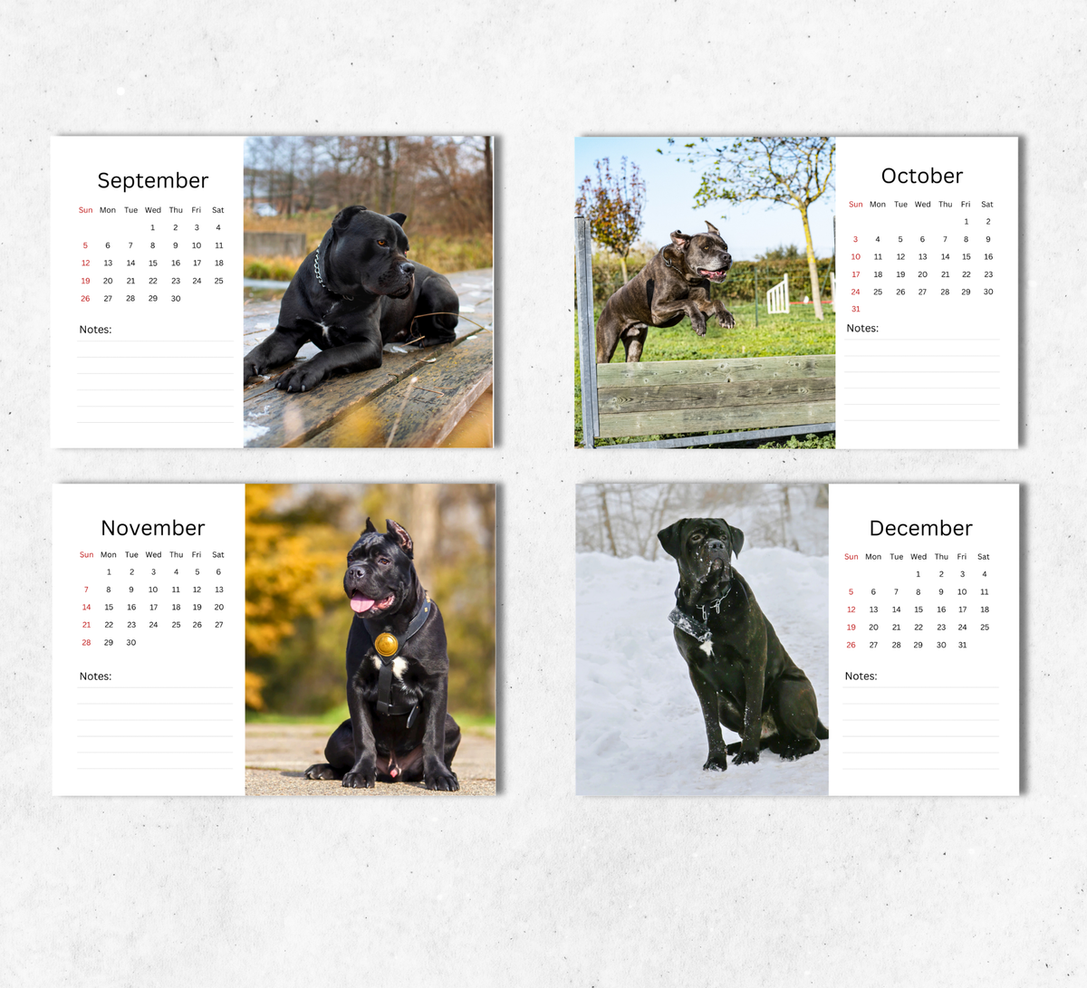 Cane Corso Desk Calendar 2027-2028