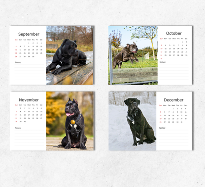 Cane Corso Desk Calendar 2027-2028