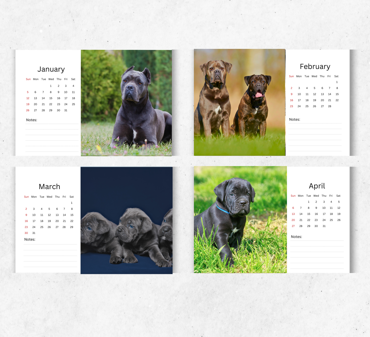 Cane Corso Desk Calendar 2026-2027