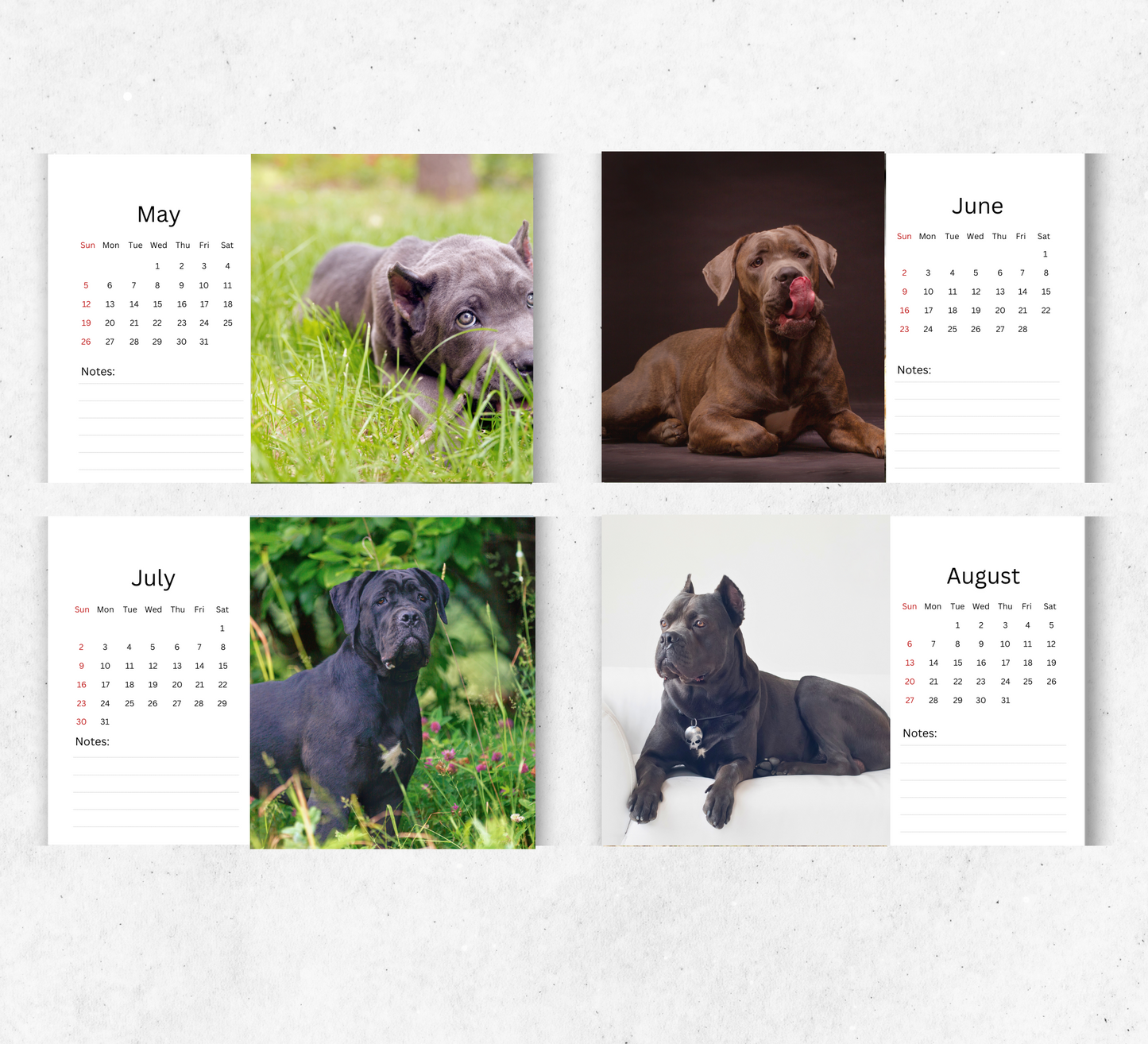 Cane Corso Desk Calendar 2026-2027