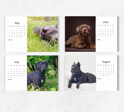 Cane Corso Desk Calendar 2026-2027