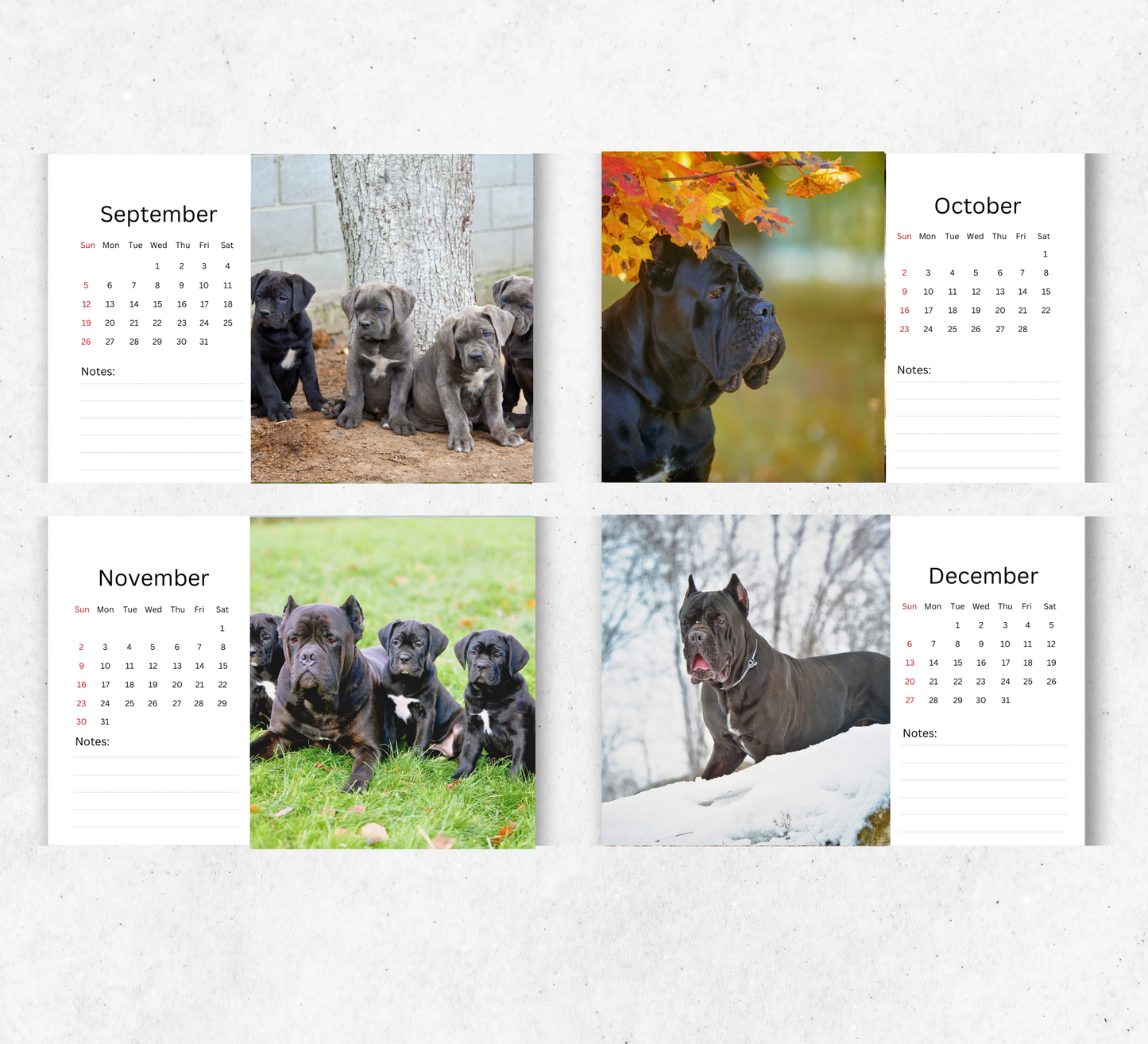 Cane Corso Desk Calendar 2026-2027
