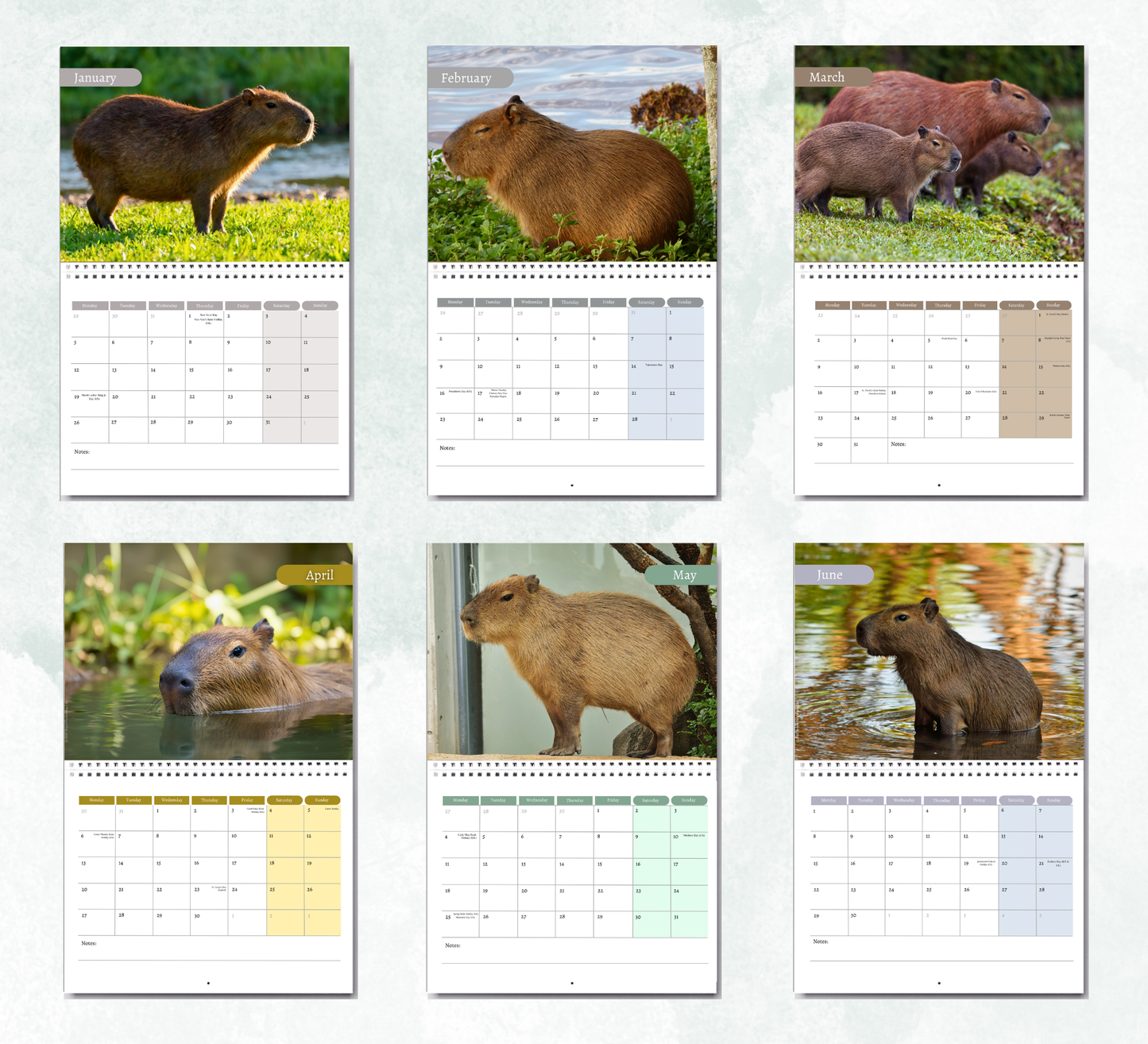 Capybara Calendar 2027