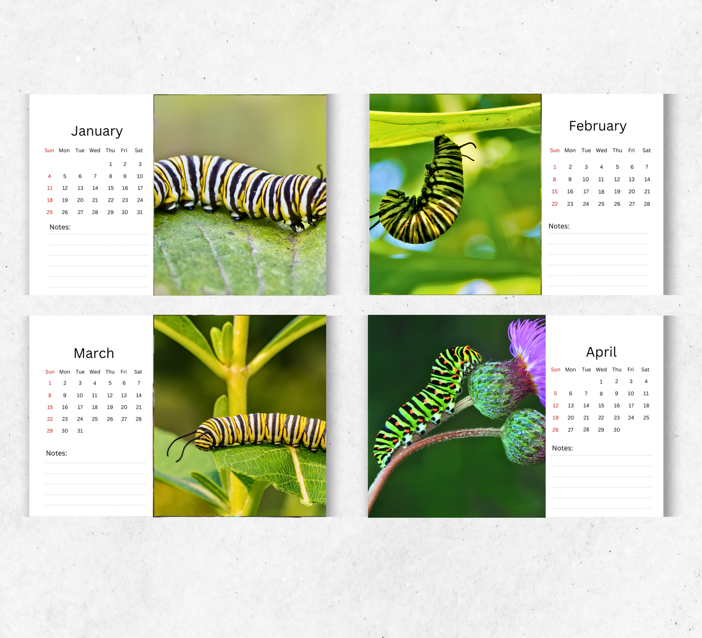 Caterpillar Desk Calendar 2026-2027