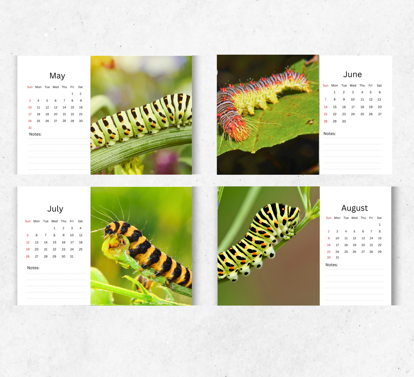 Caterpillar Desk Calendar 2026-2027
