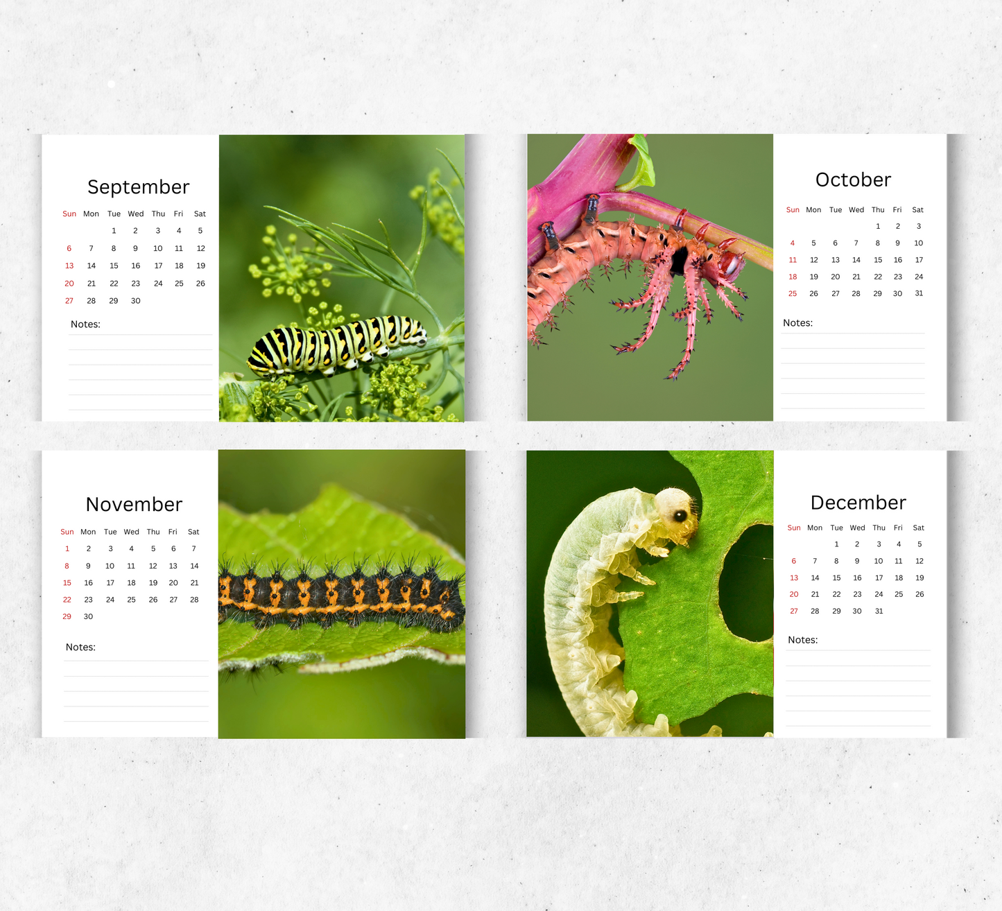 Caterpillar Desk Calendar 2026-2027