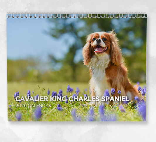 Cavalier King Charles Spaniel Calendar 2026