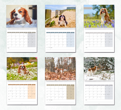 Cavalier King Charles Spaniel Calendar 2026