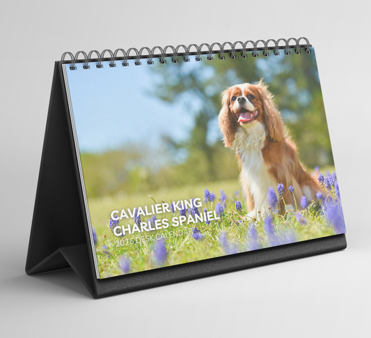 Cavalier King Charles Spaniel Desk Calendar 2026-2027