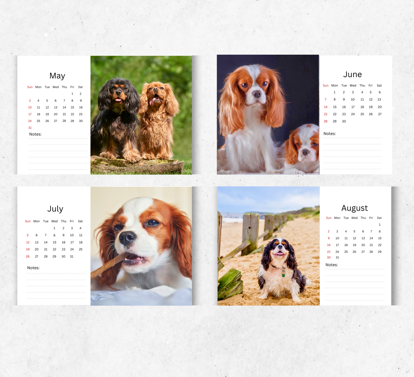 Cavalier King Charles Spaniel Desk Calendar 2026-2027
