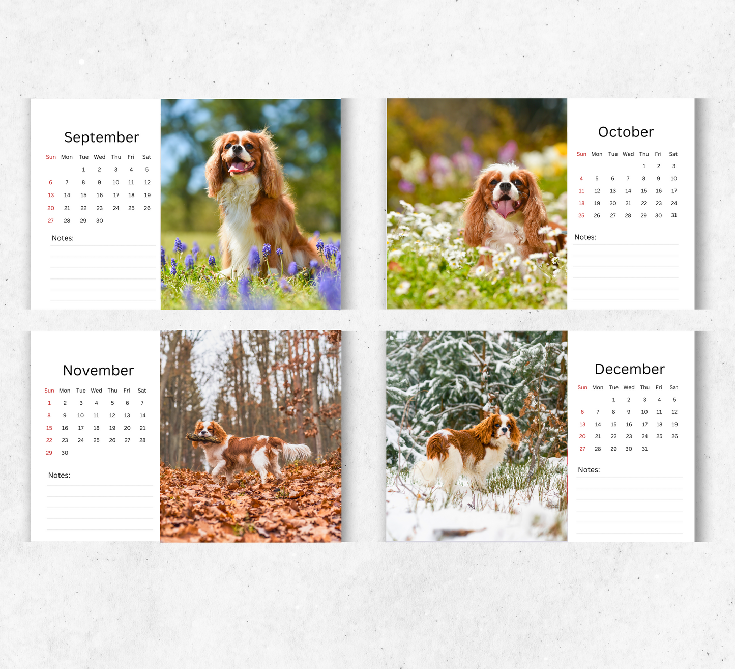 Cavalier King Charles Spaniel Desk Calendar 2026-2027