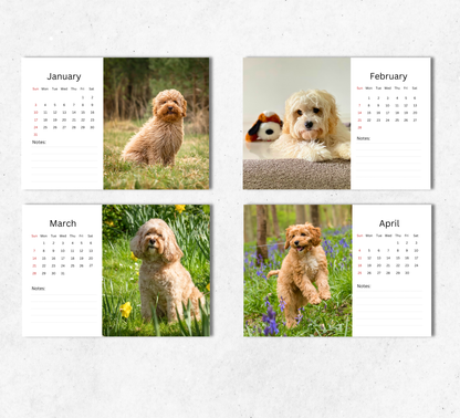 Cavapoo Desk Calendar 2027-2028