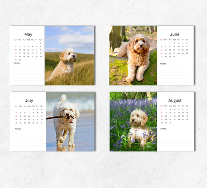 Cavapoo Desk Calendar 2027-2028