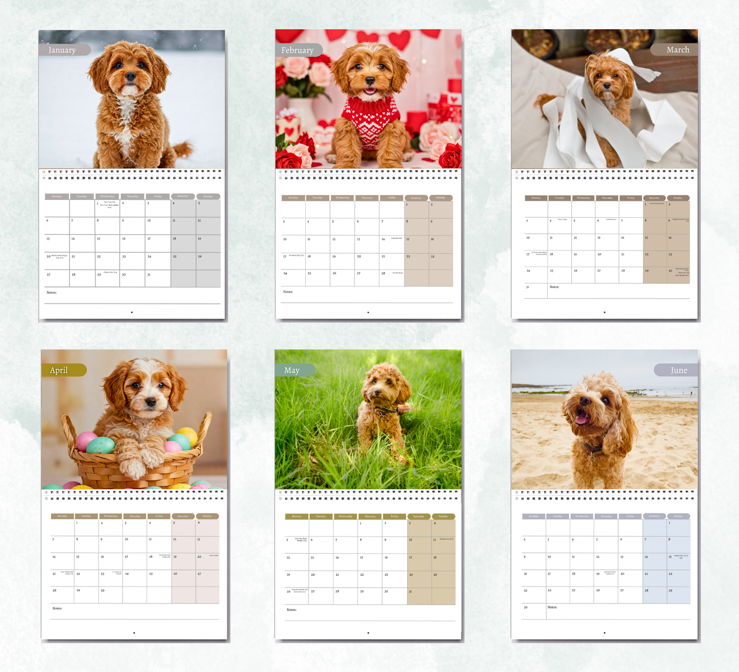 Cavapoo Calendar 2026