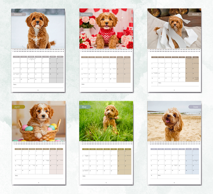 Cavapoo Calendar 2026