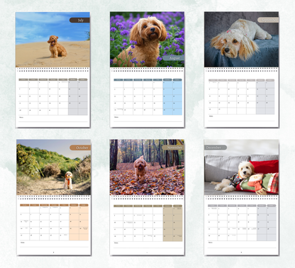 Cavapoo Calendar 2026