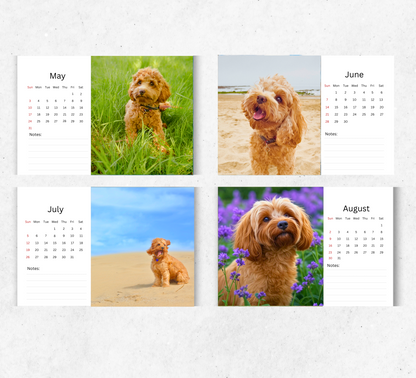 Cavapoo Desk Calendar 2026-2027