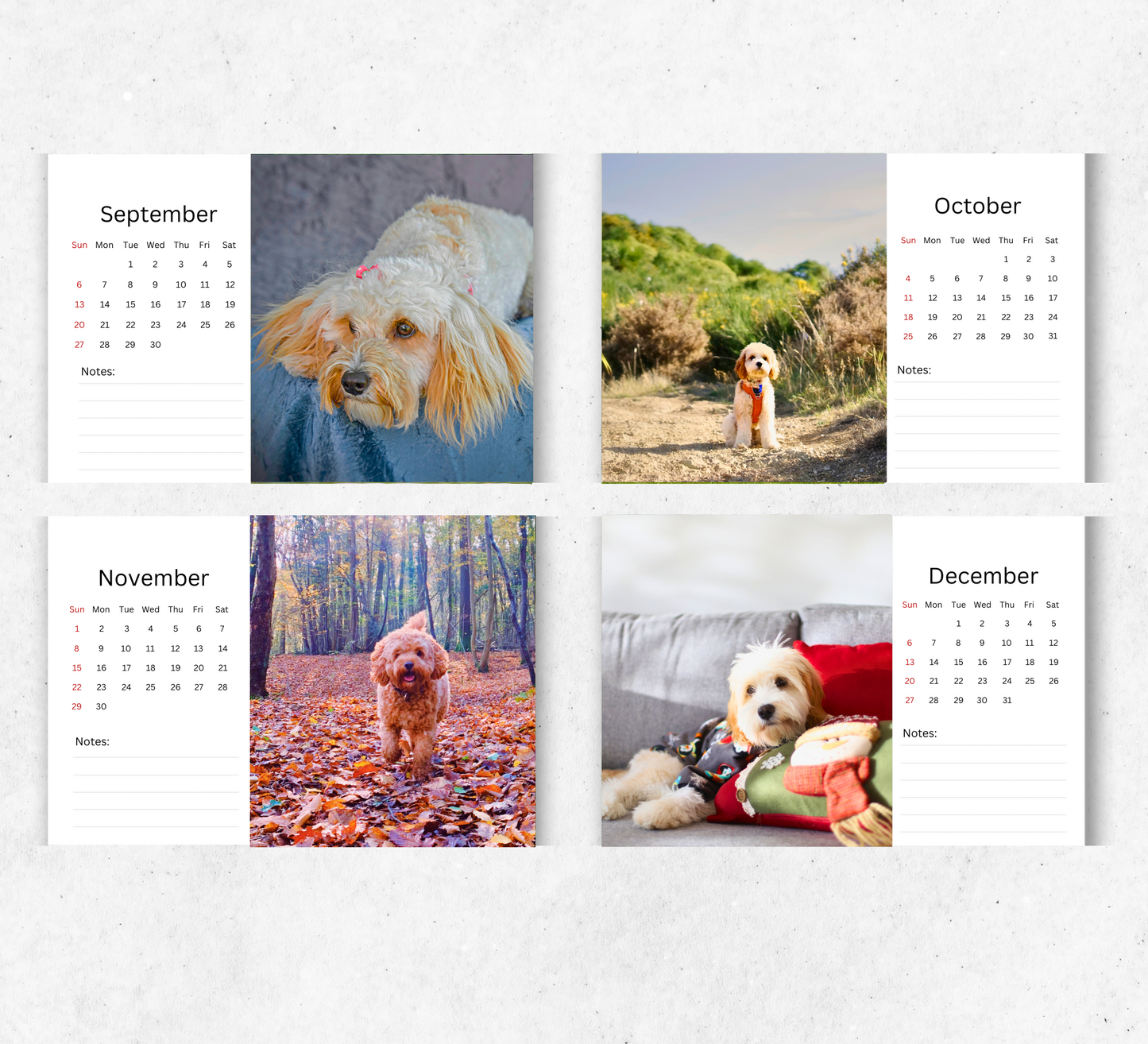 Cavapoo Desk Calendar 2026-2027