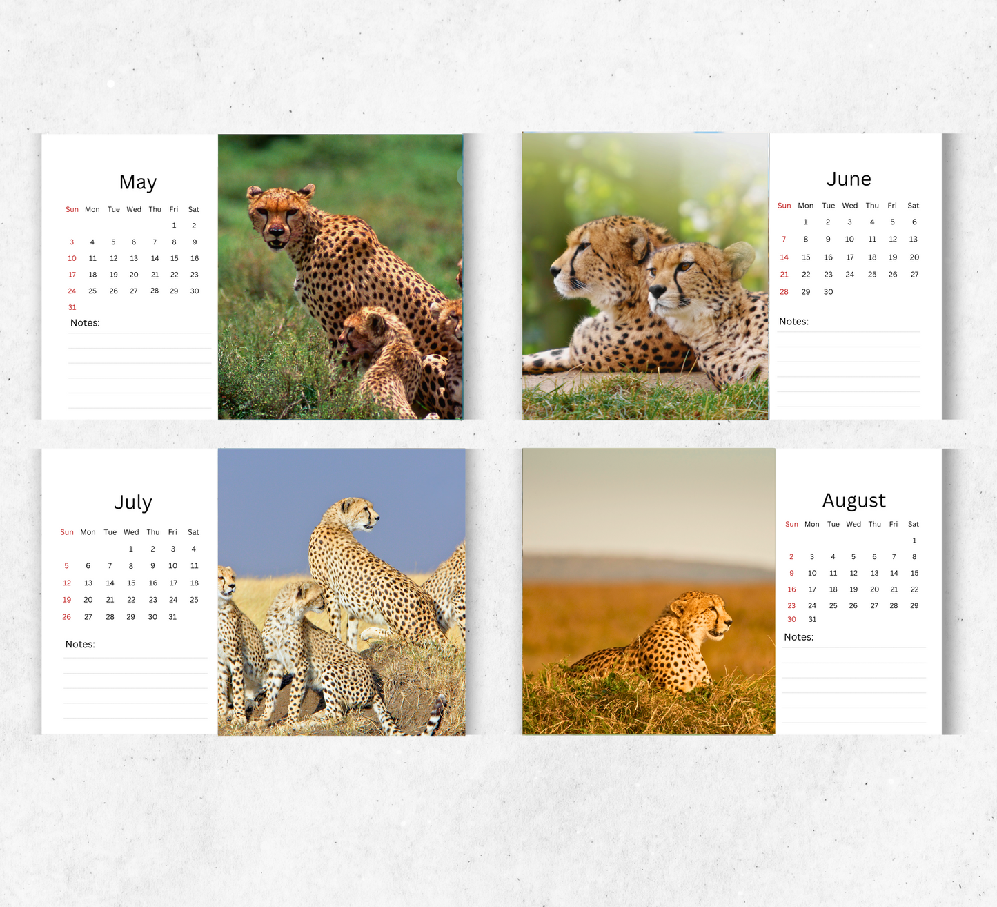 Cheetah Desk Calendar 2026-2027