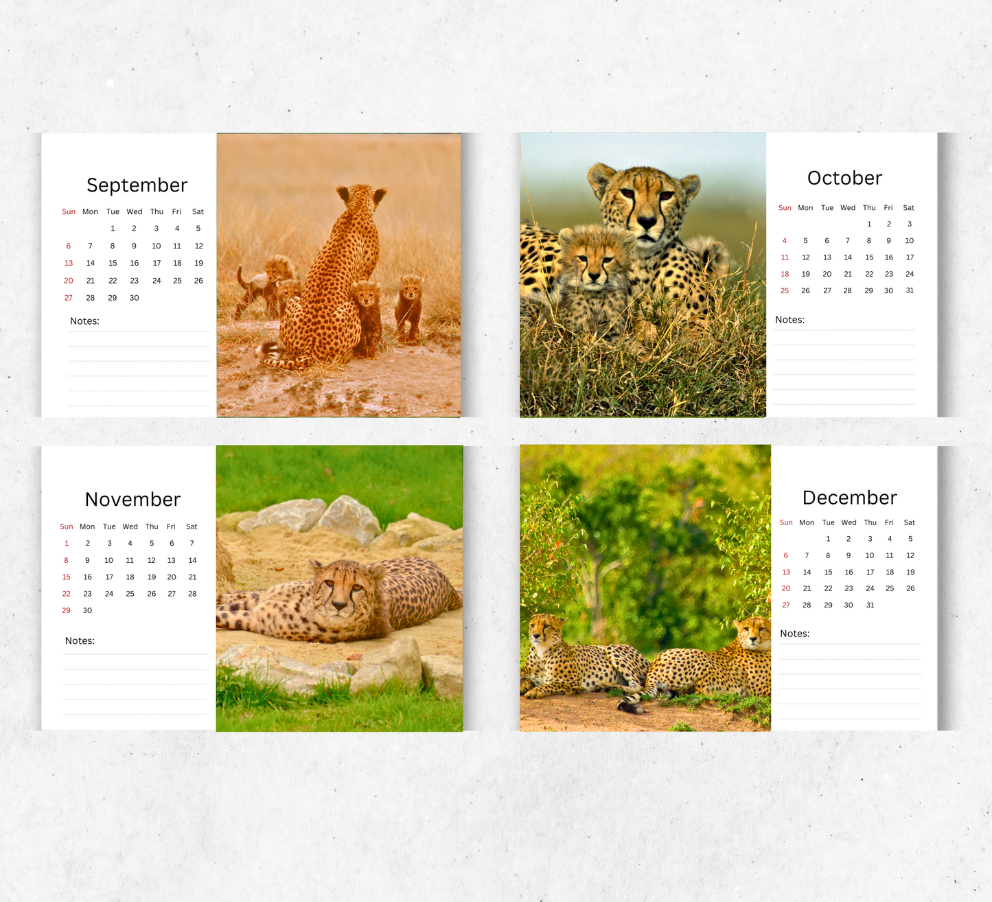 Cheetah Desk Calendar 2026-2027