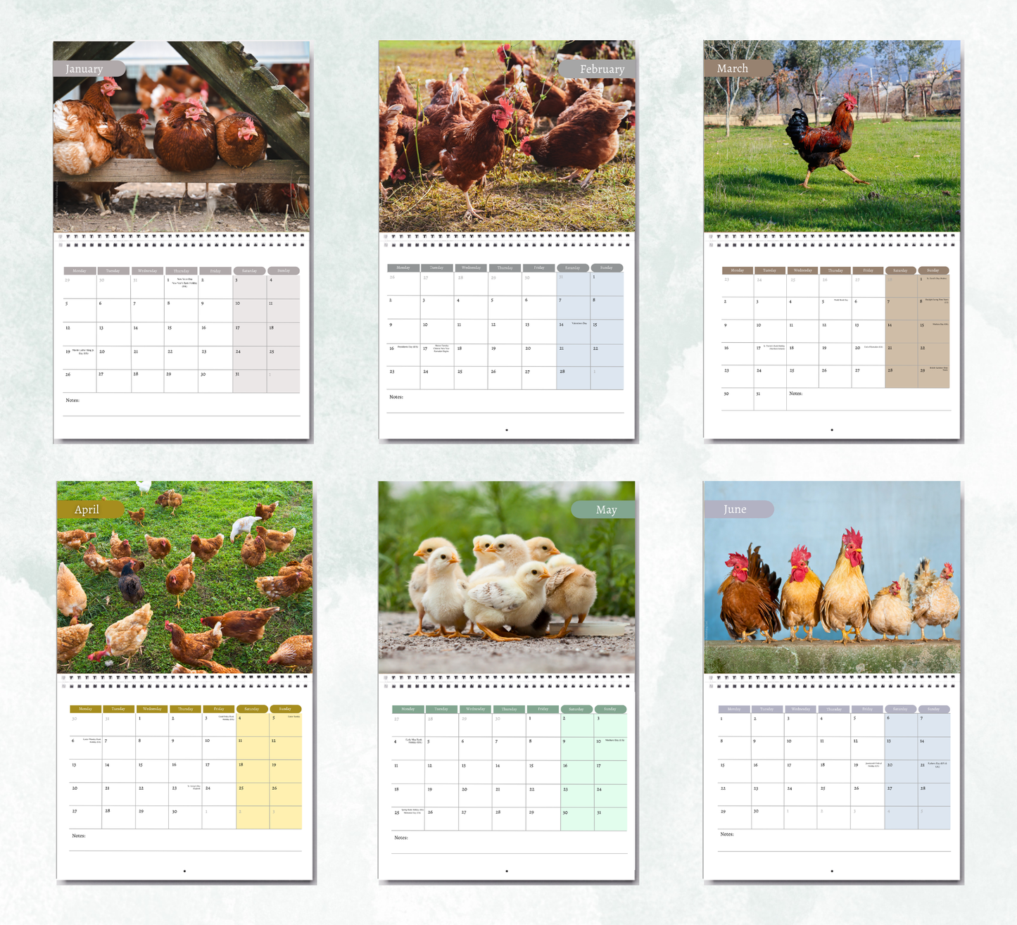 Chicken Calendar 2027