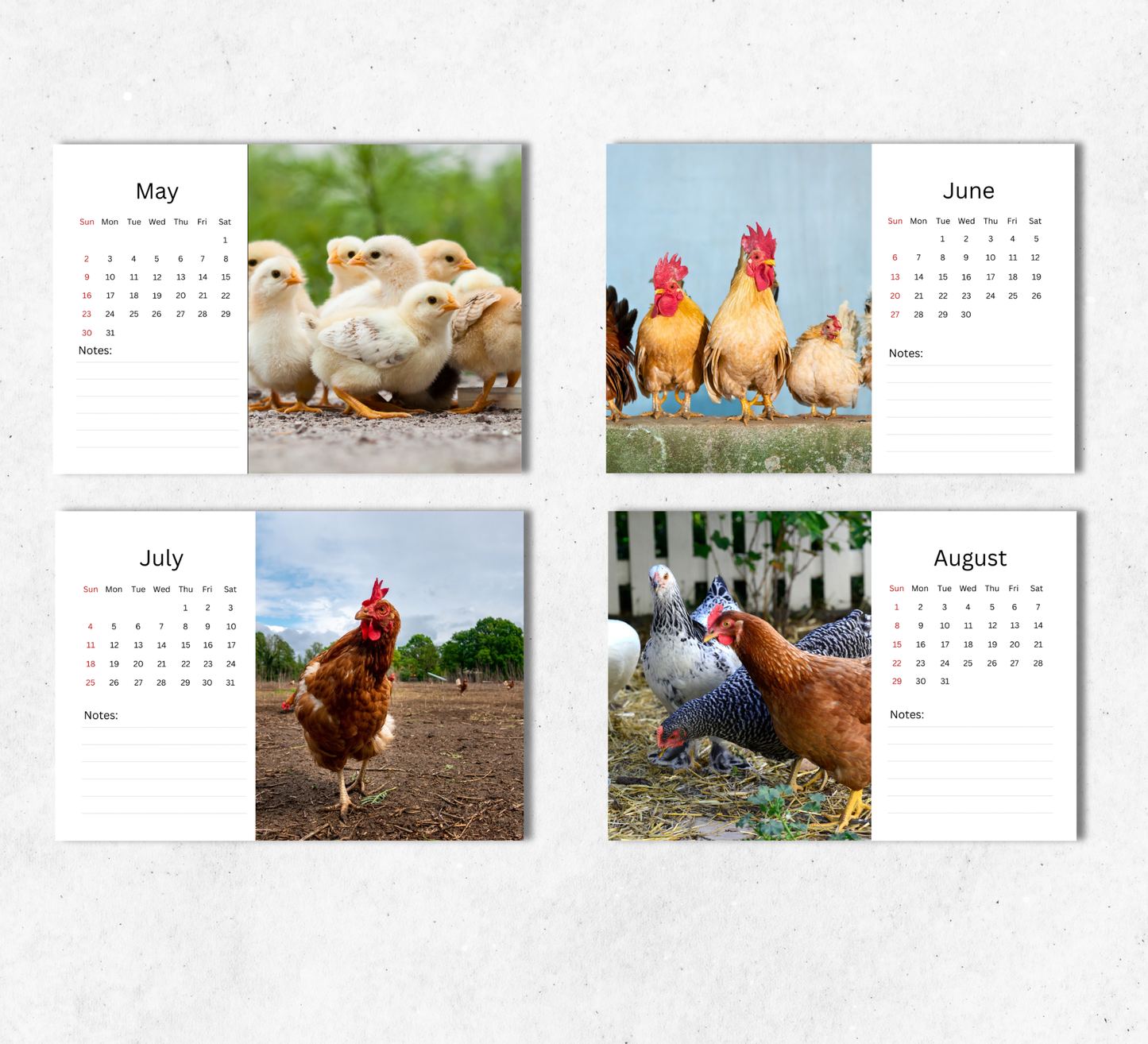 Chicken Desk Calendar 2027-2028