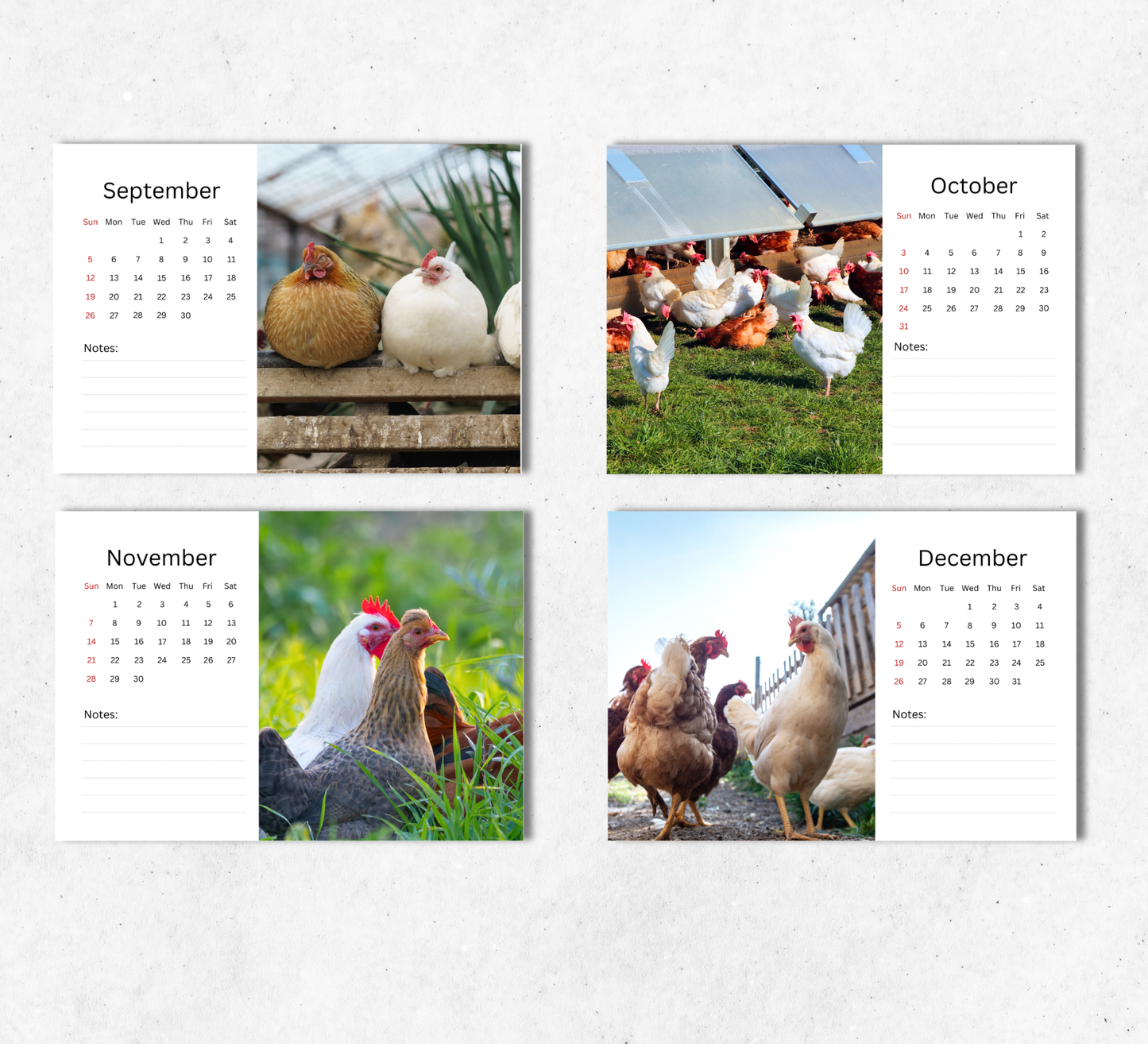 Chicken Desk Calendar 2027-2028