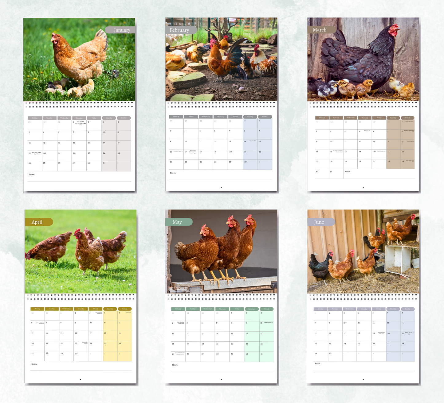Chicken Calendar 2026