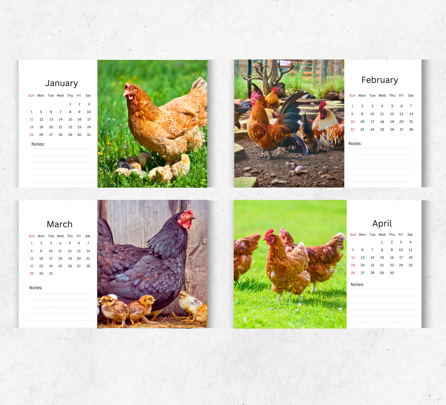 Chicken Desk Calendar 2026-2027
